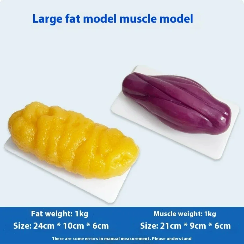 Human Muscle and Fat Replicas  – обзор и цена Nutrition Fitness Health
